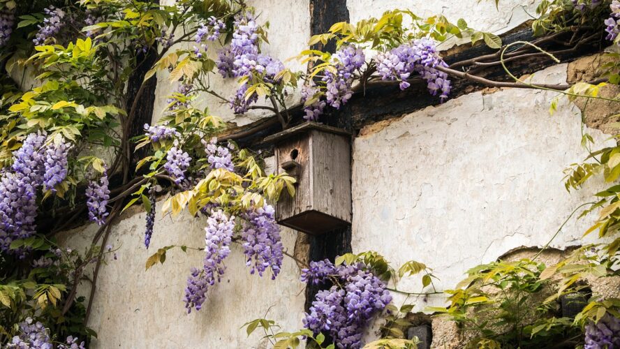 Vogelhäuschen im Hausgarten